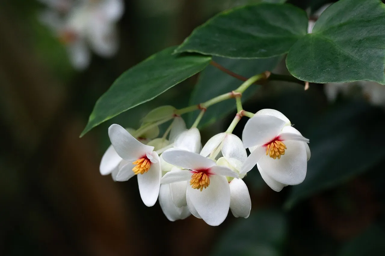 Flor begonia.