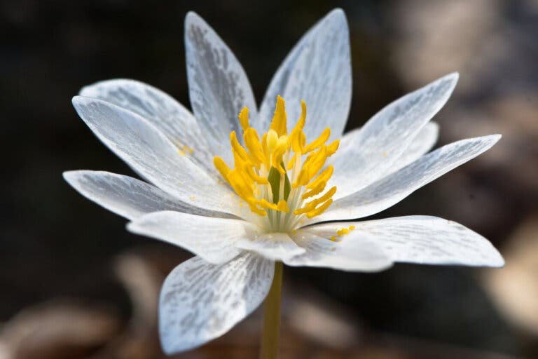 Planta sanguinaria: usos, beneficios y contraindicaciones