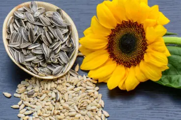 La lecitina de girasol tiene beneficios para tu cuerpo, mira cómo se usa