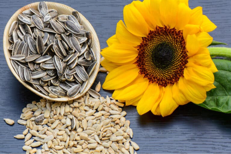 La lecitina de girasol tiene beneficios para tu cuerpo, mira cómo se usa