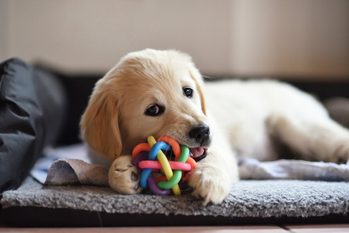 12 juguetes que pueden ser peligrosos para los perros - Mejor con Salud