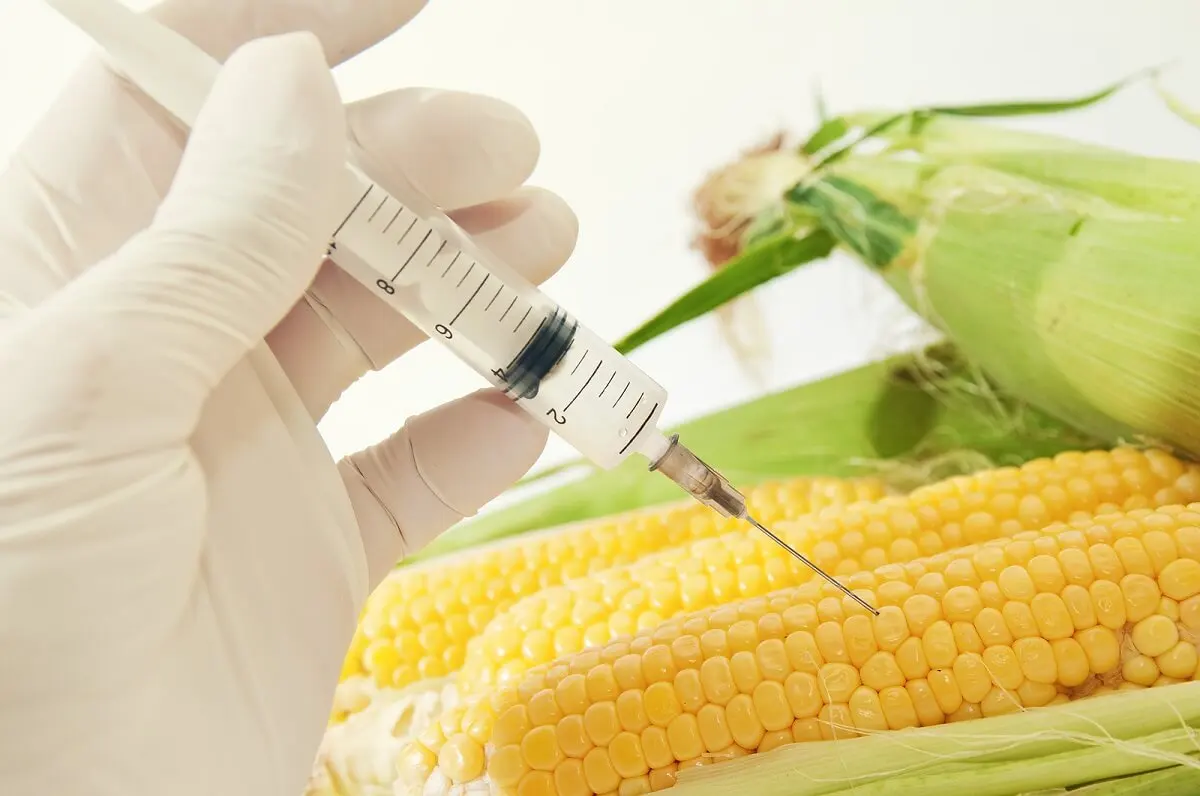 Como identificar alimentos geneticamente modificados?