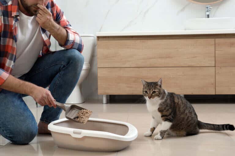 La guía definitiva para eliminar el olor a pis de los gatos