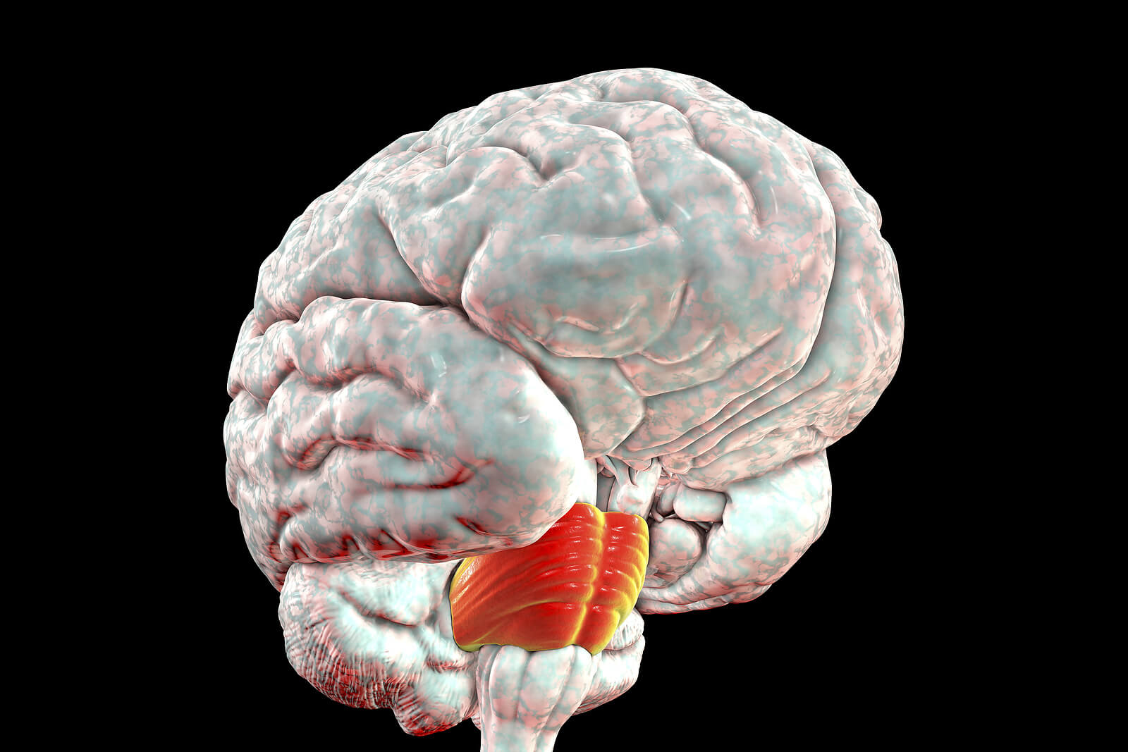 Brain down. Pons Varolii. Строение головного мозга 3д. Продолговатый мозг 3d.