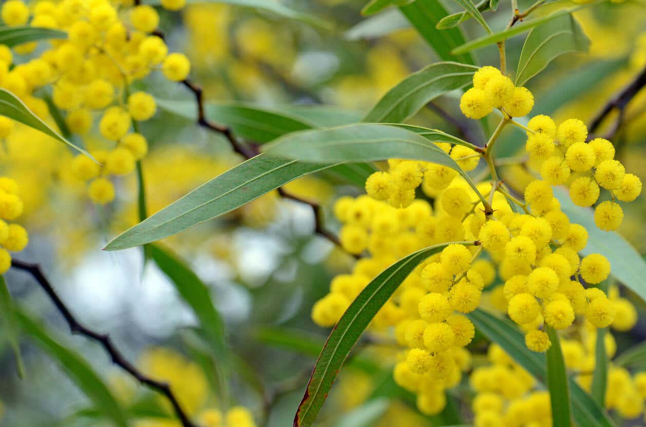 Flores amarillas de acacia.