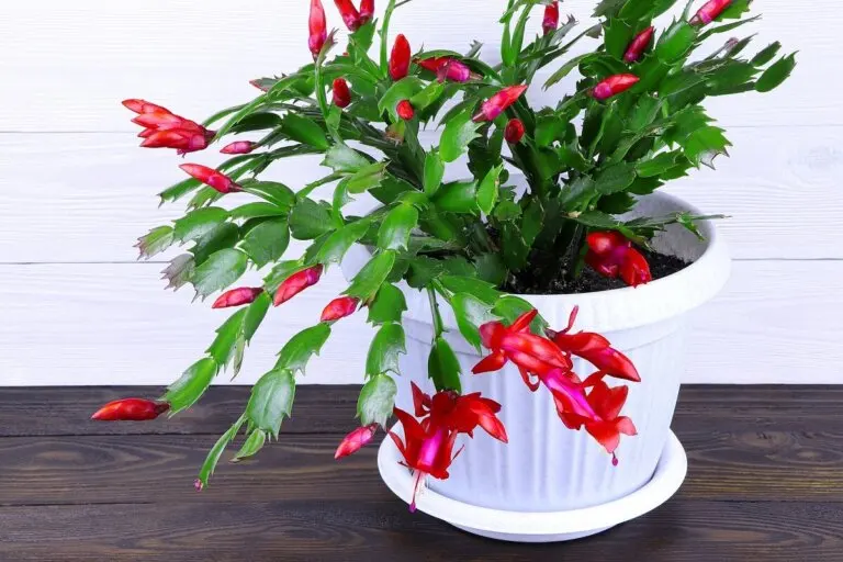 Cactus de Navidad: todo lo que necesitas saber para su cuidado