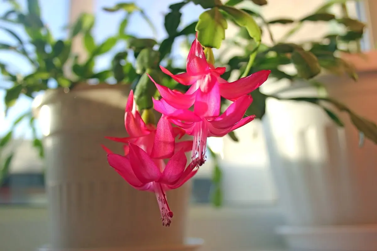 ¿Cómo es el cactus de Navidad?