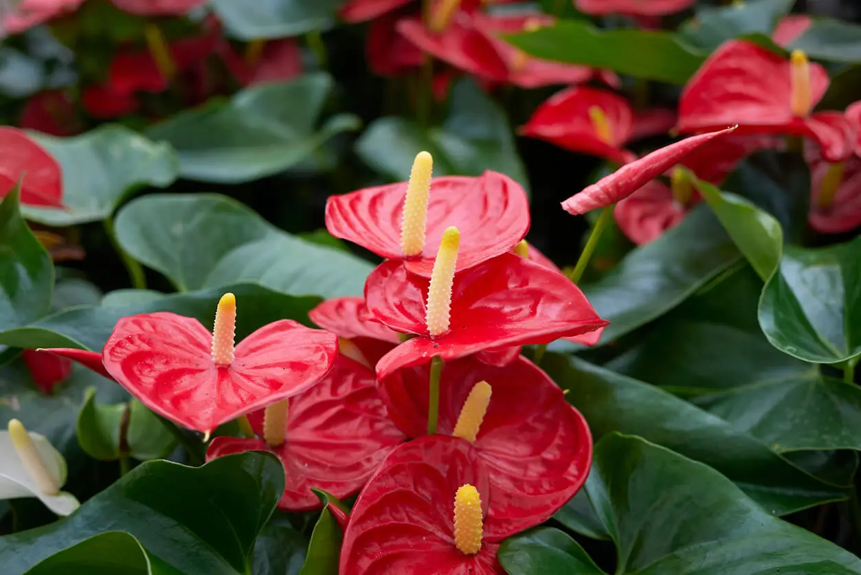 Flor de anturio.