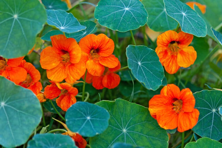 Usos medicinales de la capuchina: beneficios y contraindicaciones