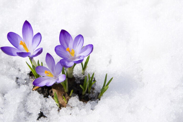 graduado En cualquier momento ganancia 15 plantas con flores que resisten el frío del invierno - Mejor con Salud