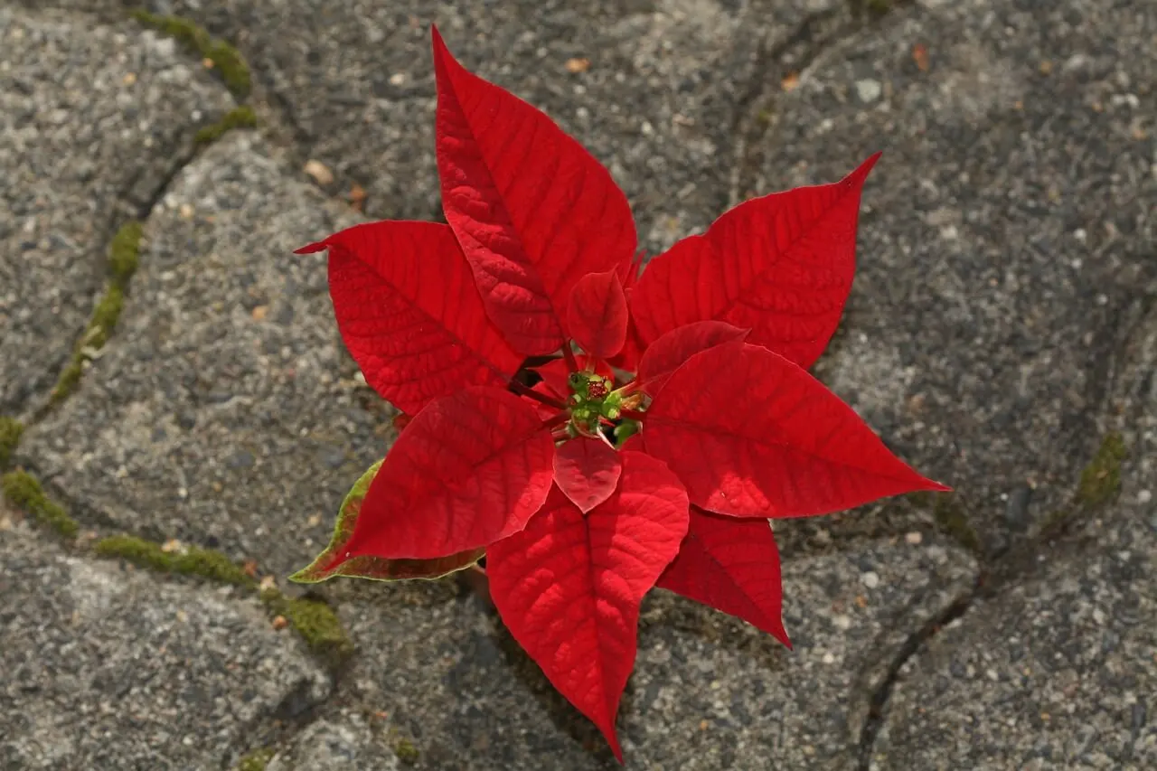 Flor de la poinsettia.