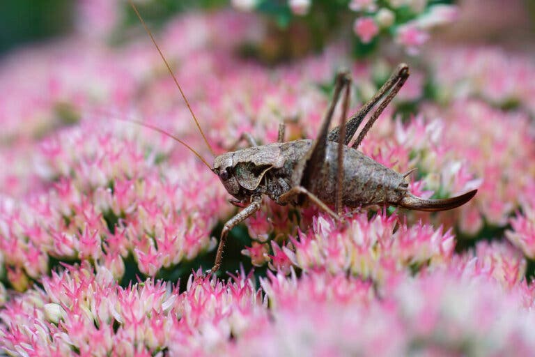 Cómo eliminar grillos o saltamontes del jardín de forma segura