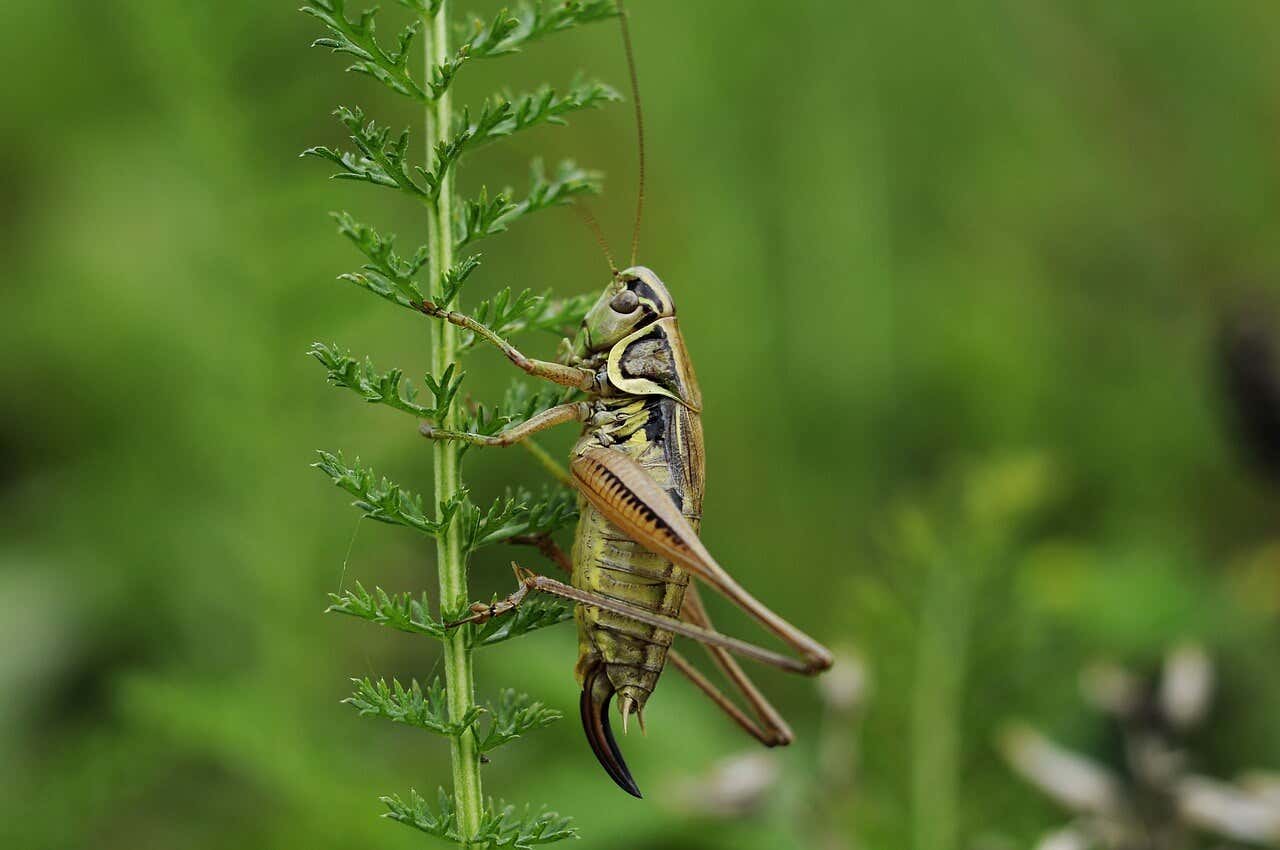 Syrsor och gräshoppor kan sluka stora mängder växter på kort tid.