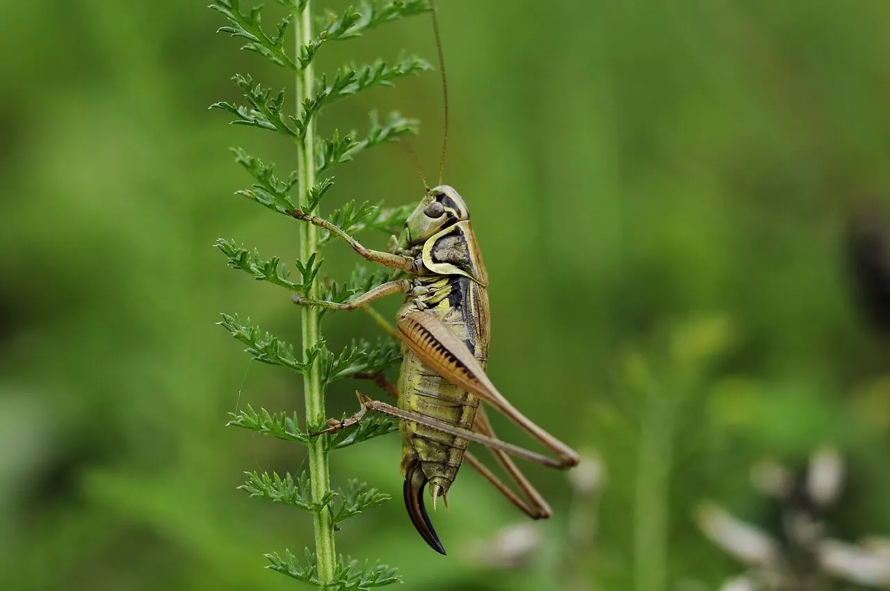 Cricket sur une plante.