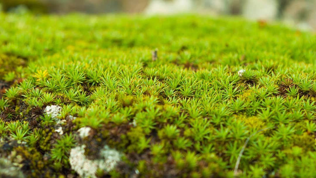 Musgo Phoenix Cómo hacer una guía o tutor de musgo para las plantas trepadoras ...