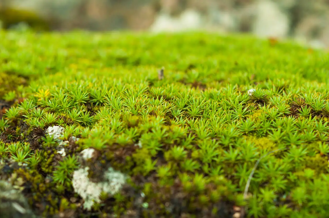 Musgo Sphagnum para tutor de plantas.