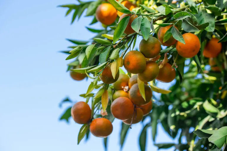 ¿Qué significa el color naranja?