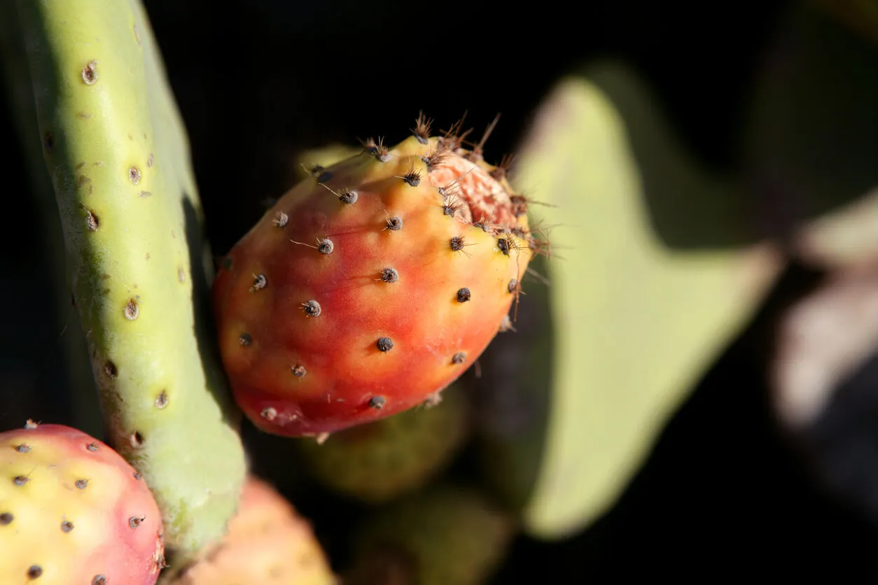 Nopal o chumbera es una planta invasora.