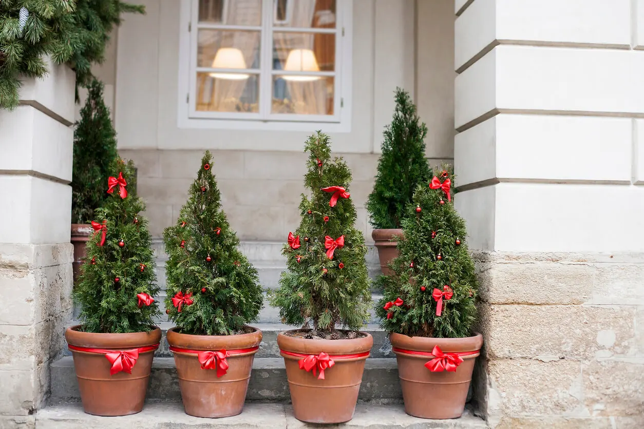 Pinos en la decoración de Navidad.