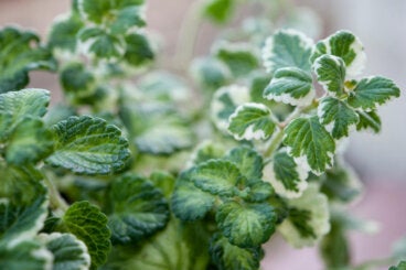 Cuidados y usos de la planta de incienso en casa