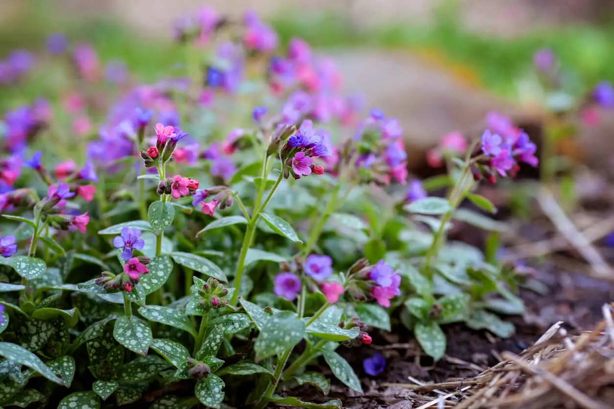 Planta pulmonaria tapizante de jardín.