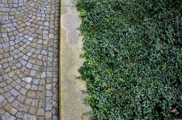Estas 10 plantas tapizantes pueden reemplazar el césped del jardín