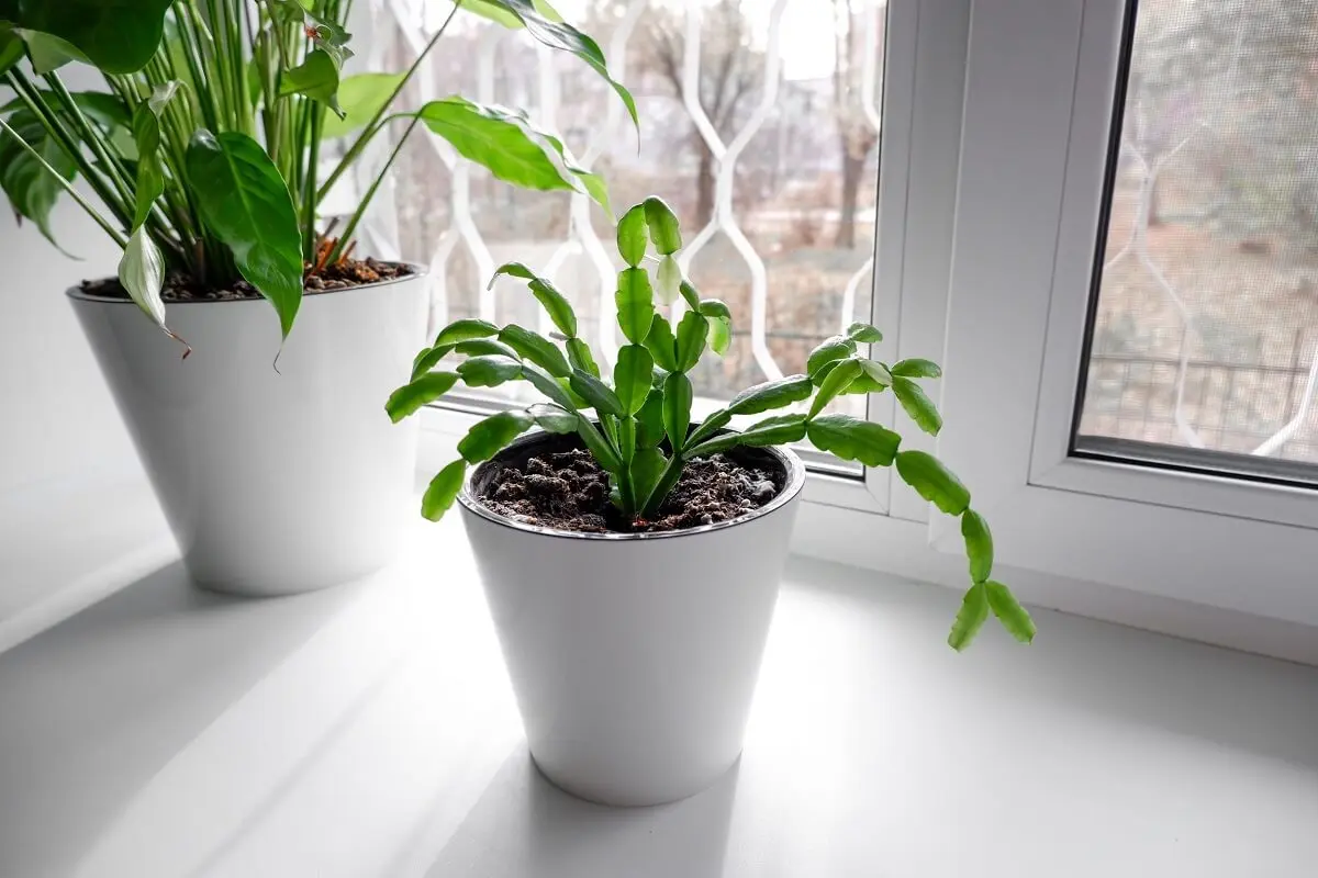 ¿Cómo propagar el cactus de Navidad?