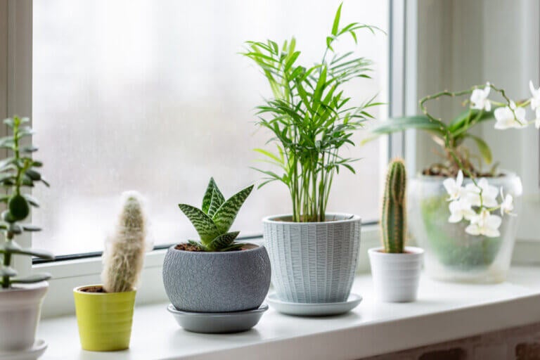 Sigue estos consejos para cuidar tus plantas de interior en el invierno