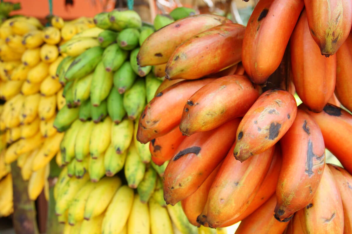 Banane rouge sur le marché.