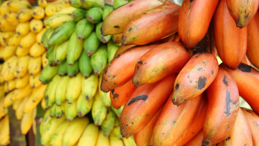 Banana Rouge Banane rouge : quels sont ses bienfaits