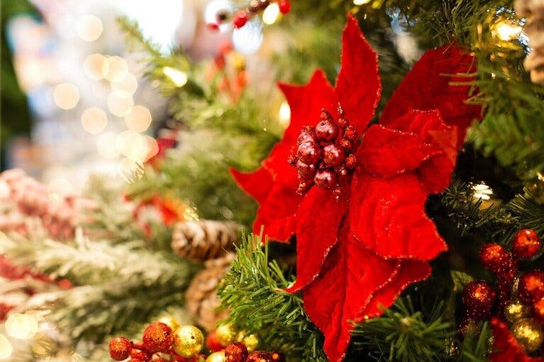 Flor de pascua o poinsettia: cuidados para una planta navideña