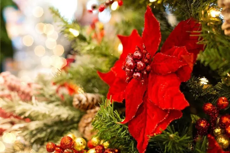 Flor de pascua o poinsettia: cuidados para una planta navideña
