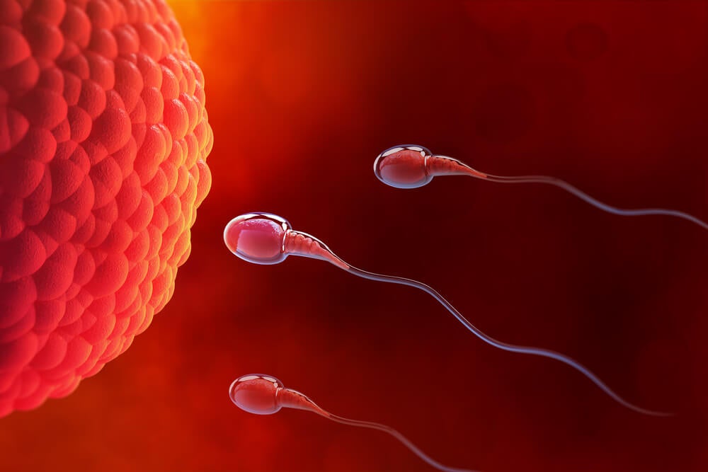 Espermatozoides llegando al óvulo