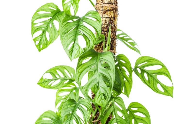 Cómo hacer una guía o tutor de musgo para las plantas trepadoras