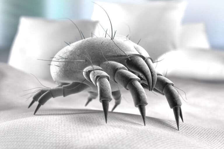 ¿Cómo identificar y tratar las mordeduras de ácaros?