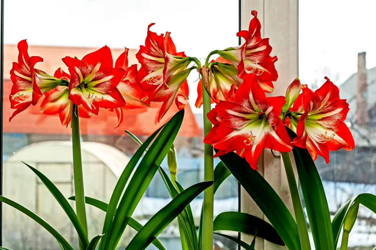 Plantas con flores que resisten el invierno: amarilis.