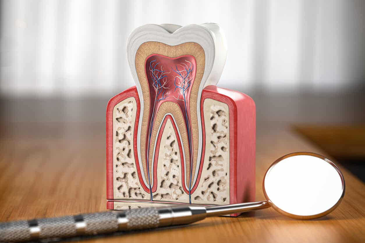 Anatomía del diente.