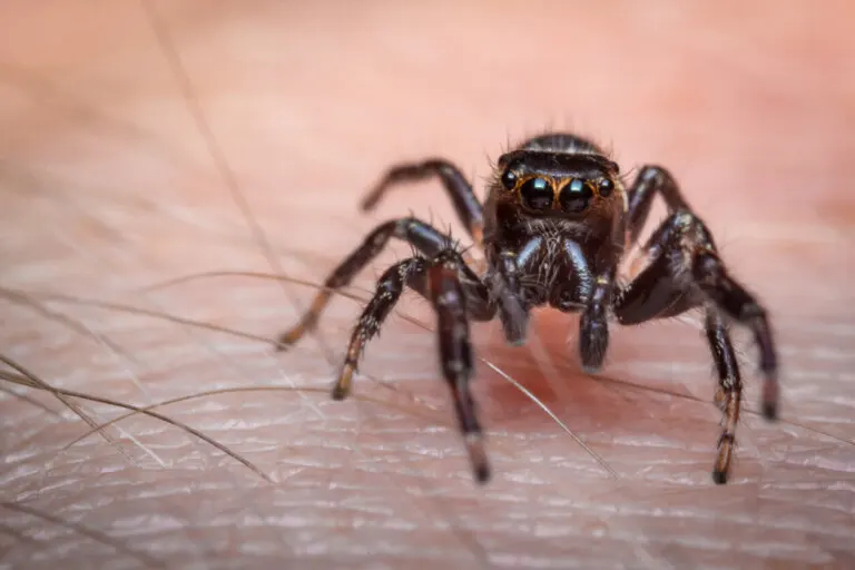 Mordedura de araña: primeros auxilios y cuándo ver al médico