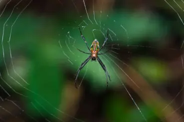 ¿Qué significa soñar con arañas?