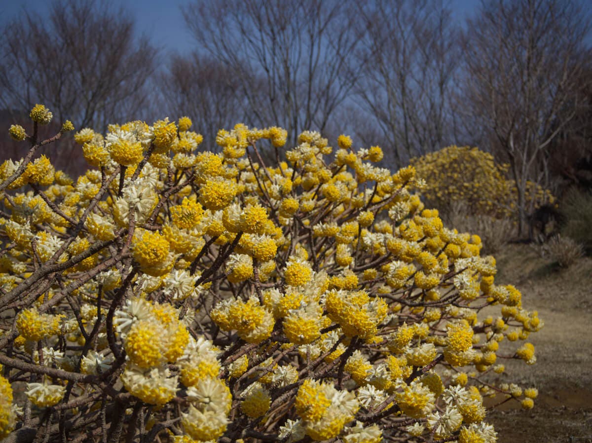Arbusto de papel o Edgeworthia chrysantha.