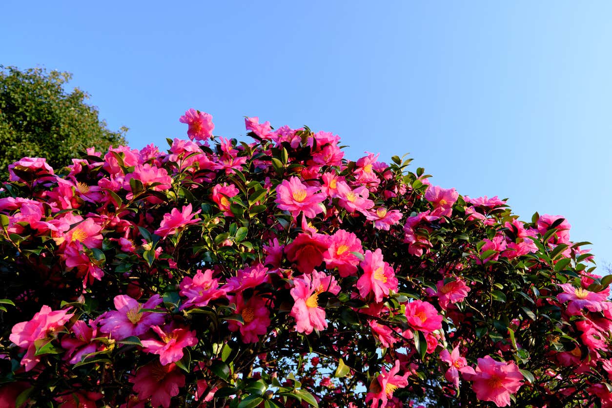 Camellia sasanqua, plantas con flores que resisten el frío.