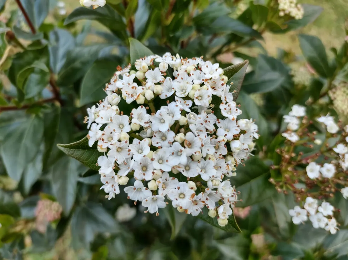 Durillo, plantas con flores que resisten el frío.