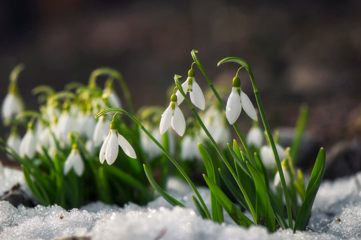 Galanto o campanilla de invierno.