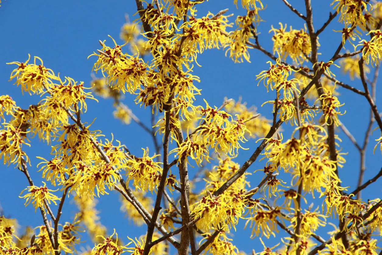 Hamamelis mollis.