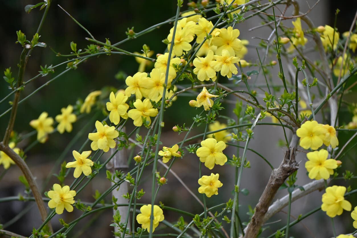 Jazmín de invierno o amarillo.