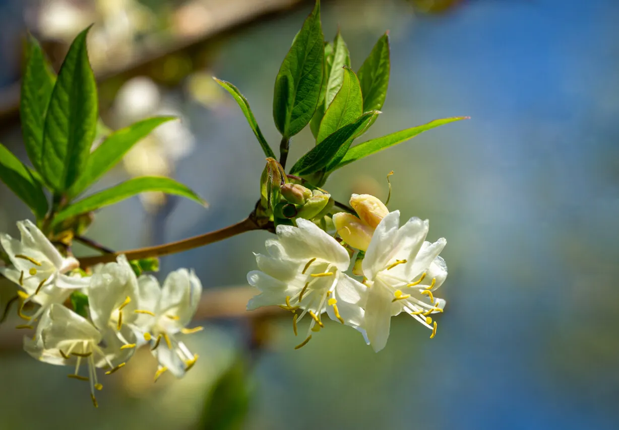 Madreselva, plantas con flores que resisten el invierno.