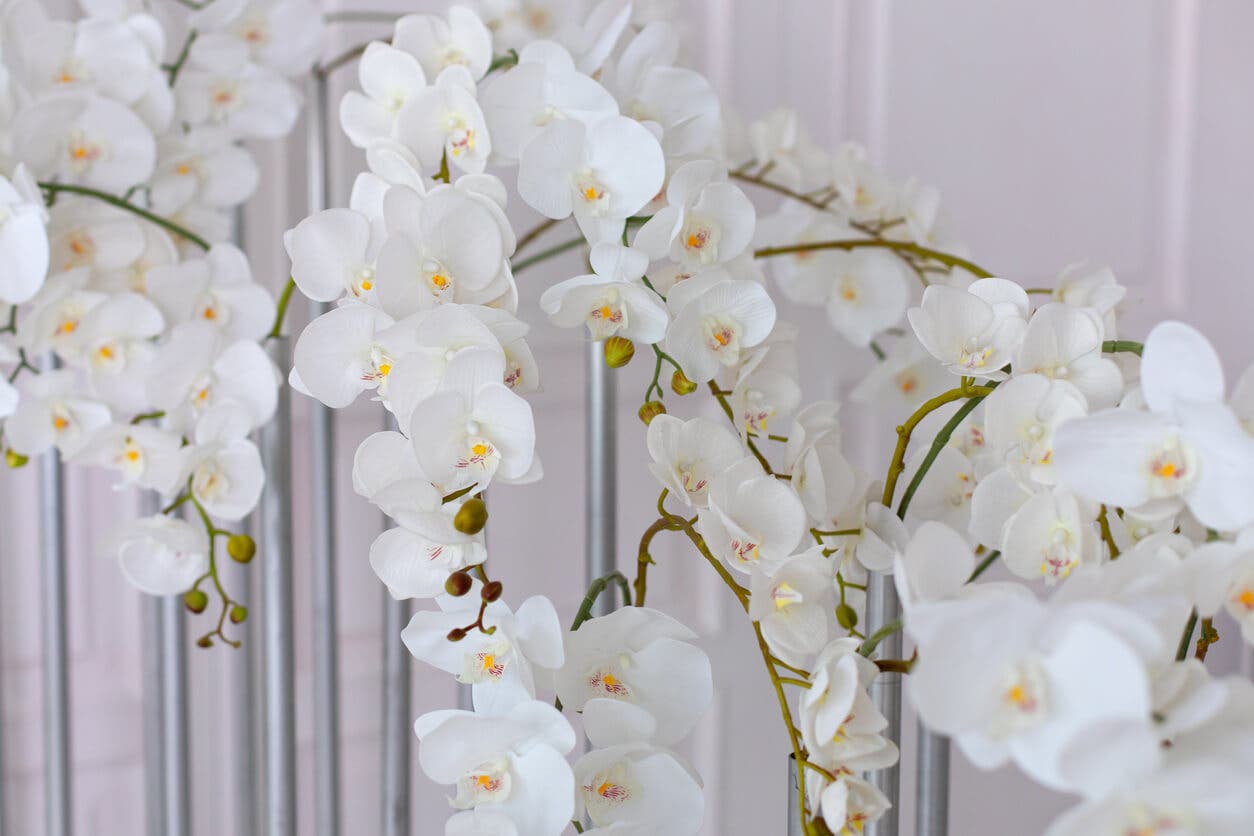 Orquídea luna, plantas con flores que resisten el frío.