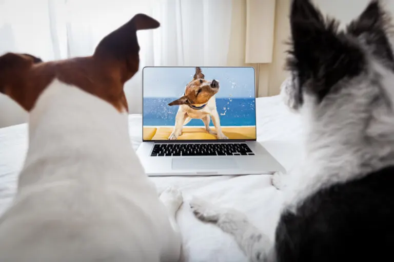 9 películas que debes ver si amas a los animales