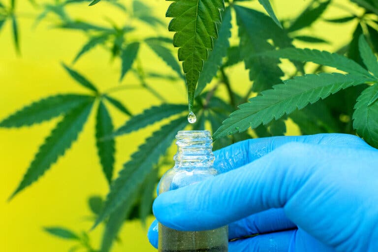 CBD y THC: principales efectos y diferencias
