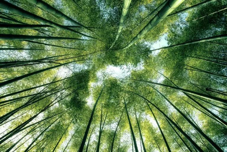 Filosofía de la naturaleza y su importancia para el mundo moderno